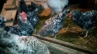 Цены на  куринные яйца КУСАЮТСЯ!!!!! Отвечаю  на коментарии зрителей!!!
