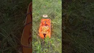 Лисички а искали опята