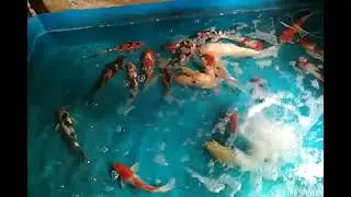 uciha punya cerita