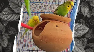 Cute Budgie Couple Exploring Their New Clay Nest | Xian Saiful