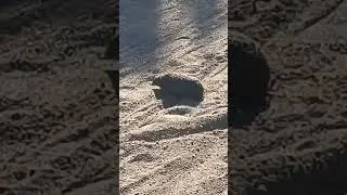 #nature #hedgehog #ежик #природа #funny