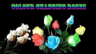 Colour Changing Roses