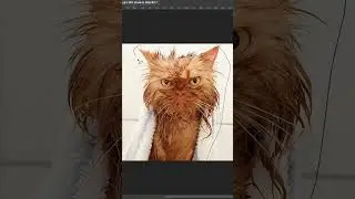 Как вырезать киску в Photoshop?😺  
