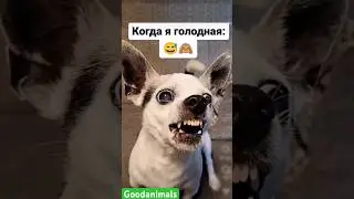 Песик 
