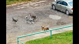 В Твери снова появилась стая собак - охотников за кошками