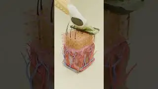عادةً ما أستخدم إزالة الشعر بالليزر لإزالة شعر الإبط. ما هي الطريقة التي تستخدمها لإزالة الشعر؟