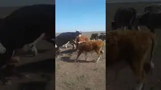 Көкке іліккен сиырлар