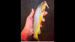 Kuying Teton 0.3-3g in action with Daiwa Alphas Air TW 2020
