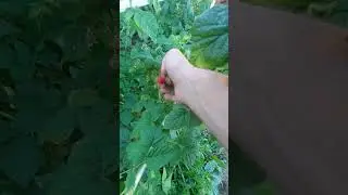 🌿первая малинка созрела🌿#малина #ранняямалина #тутаймер #ремонтантнаямалина