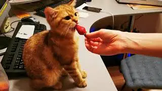 Кот пробует клубнику. Реакция кота на клубнику. Кот ест клубнику. Красивый котенок. Британский кот