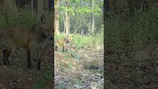 A Curious Fox Checks Out a Burrow
