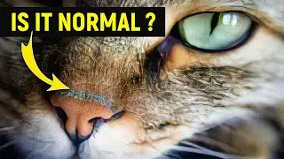 My Cat Always Has A WET Nose! Is It Normal?