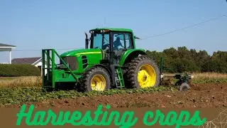 harvesting crops