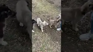cute puppies, щенячий paw patrol, бездомные щенки