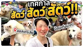 งานวัดต่างประเทศ.. ที่มีแต่สัตว์!? | Australia 2024 #ซอฟท่องโลก