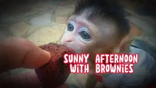 sunny afternoon with brownies, Lovely Fauna Youtube Channel