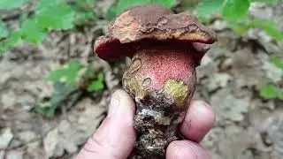 ГРИБИ СИНЯКИ !