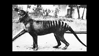 10 ВЫМЕРШИХ ЖИВОТНЫХ XIX XX веков, которых успели сфотографировать для истории п