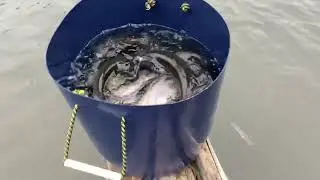 Зарыбление форели 600 кг на два водоёма