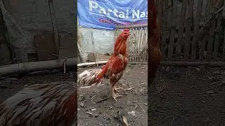 pakhoy wangkas
