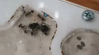 Колыбельная муравьёв жнецов!