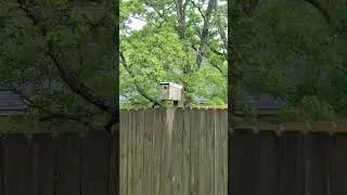 bird house update #birdhouse #birdnest  #bluebird