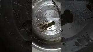 Рак и карпенок/#рыбалка #рыба