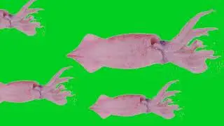 The best collection of Moving squid Green Screen