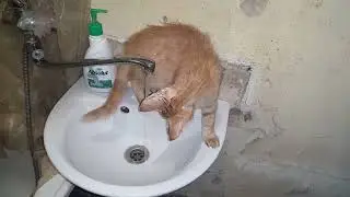 Кот любит купаться..