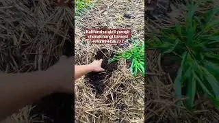 Узбекистанда неч хил чувалчанг тури мавжуд / Ozbekistonda nech xil chuvalchang turi mavjud