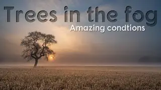 Amazing conditions to photograph trees in the fog with my Nikon Z6ii