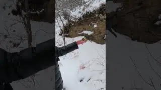 Зарисовки из Кисловодска: Ручные синички #Shorts
