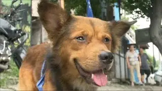 UNIDAD DE PROTECCIÓN DE ANIMALES DE COMPAÑÍA