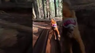 GoPro | Outdoor Zoomies 🎬 Zachary Heath #Shorts #Dogs