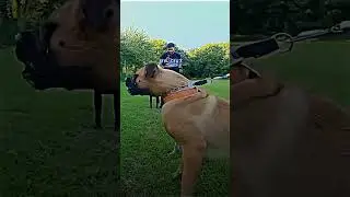 #dog #boss #vip #dogs