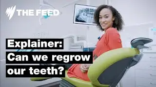 Can we regrow our teeth? | Explainer | SBS The Feed