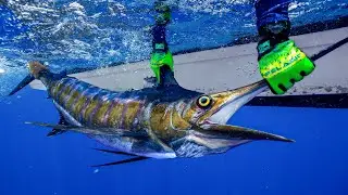 The $100,000 Fish…. DEEP SEA Marlin Fishing in Belize