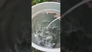 Sistim budidaya ember dengan aerator tanpa listrik, hnya memanfaatkan alat sedot air galon