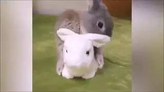 Funny Animal Video Compilation Best Vine/Memes 2018