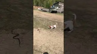 первое знакомство с ужиком
