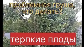 Проблемная груша. Терпкие плоды. Что делать.