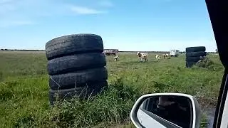 Марта поела соли и пошла пастись