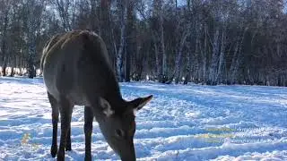 Асканийские олени попали в объектив фотоловушки в Бурабае