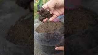Simple and Easy soil mix recipe for plant | botle mix praparation