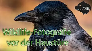 Wildlife-Fotografie vor der Haustüre / VLOG #1
