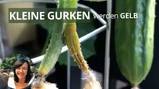 Kleine Gurken werden gelb und sterben ab – 5 häufige Gründe und mögliche Lösungen