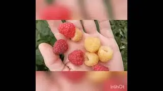 Ремонтантная малина Жëлтая (золотая) Зюгана и Красная Зюгана сравниваем ягоды