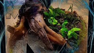 [Opis] Las w szkle - formikarium?