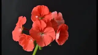 Пеларгония Черный Бархат. Как купить укорененные черенки пеларгонии почтой