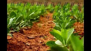 посеял семена табака 